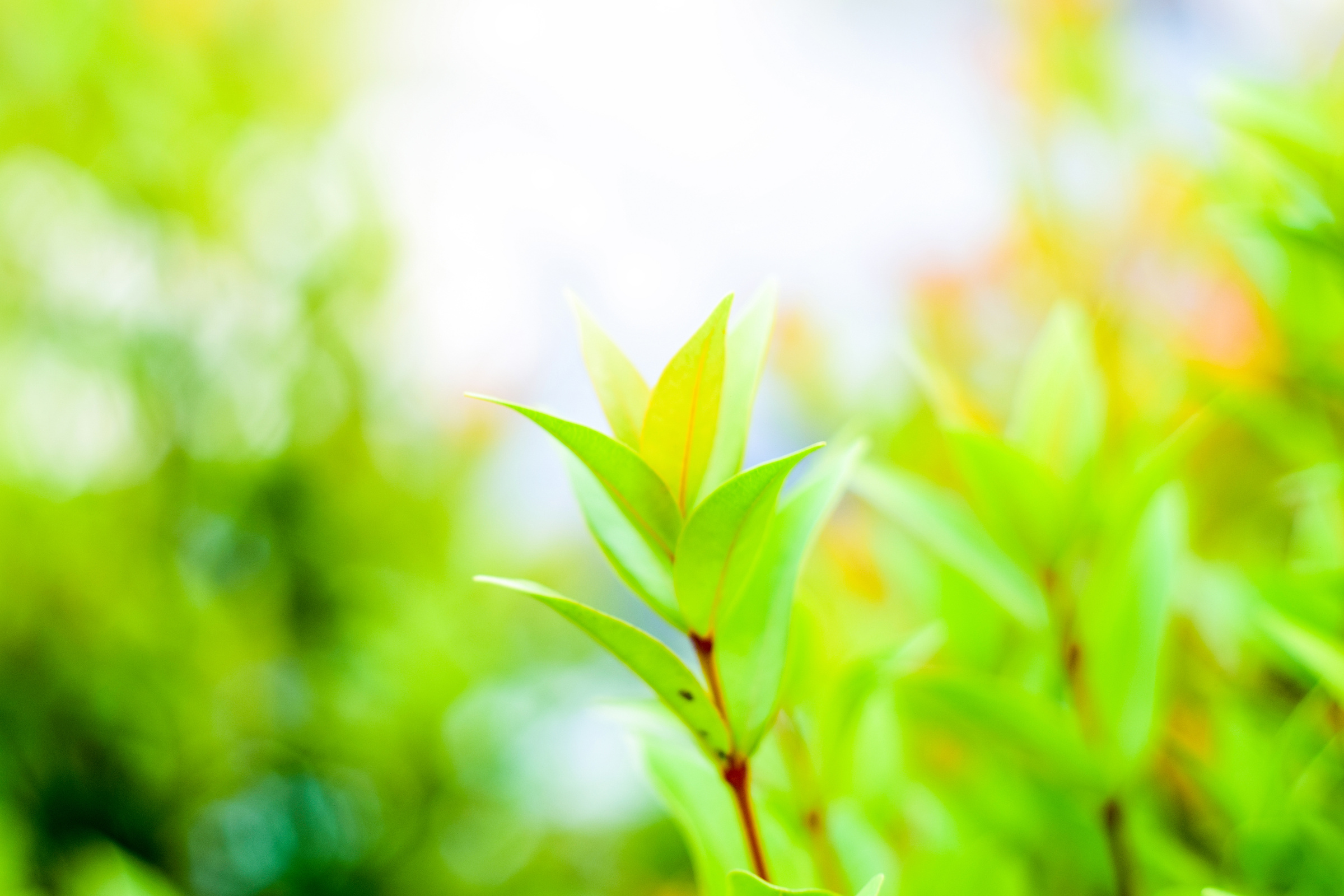 Green Leaves on Blur Nature Background